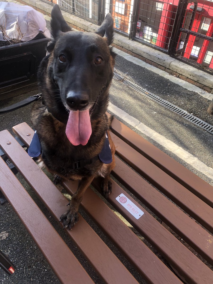 Chappers2013's tweet photo. Thursday morning @PBaloo was #spreadingsmiles at @EssexPoliceUK HQ
Respects paid to #RPDRiley who was a fabulous police dog and a brilliant RPD spreading smiles.
Baloo had a cuppa and lots of cuddles π
@OscarKiloNine
@OscarKiloUK
#wellbeingdog ππΎπΎπΎ https://t.co/qJV94yVlaz