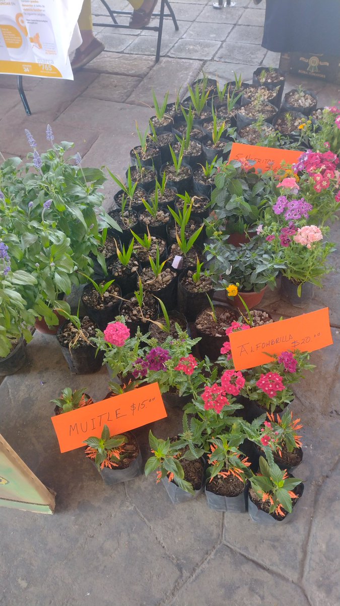 ChaponerosCE's tweet photo. Desde hoy y hasta el domingo, estaremos en la explanada de la ALCALDIA IZTAPALAPA @Alc_Iztapalapa en la feria de Mujeres emprendedoras ofreciendo PLANTAS NATIVAS.

Tenemos TIGRIDIAS de 2 años ya, alistàndose para florear 

¡Te esperamos! https://t.co/M0KUkiCJDx