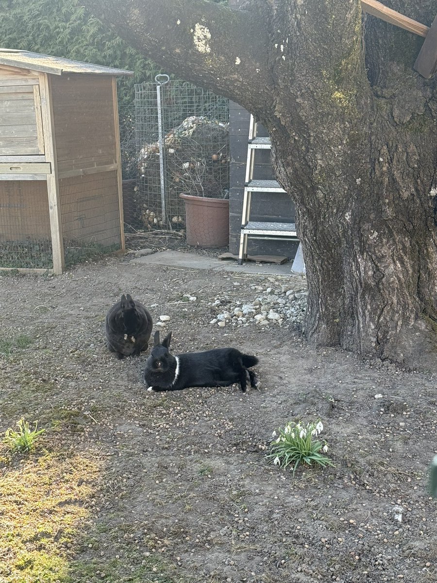 Frühling bei den Kaninchen