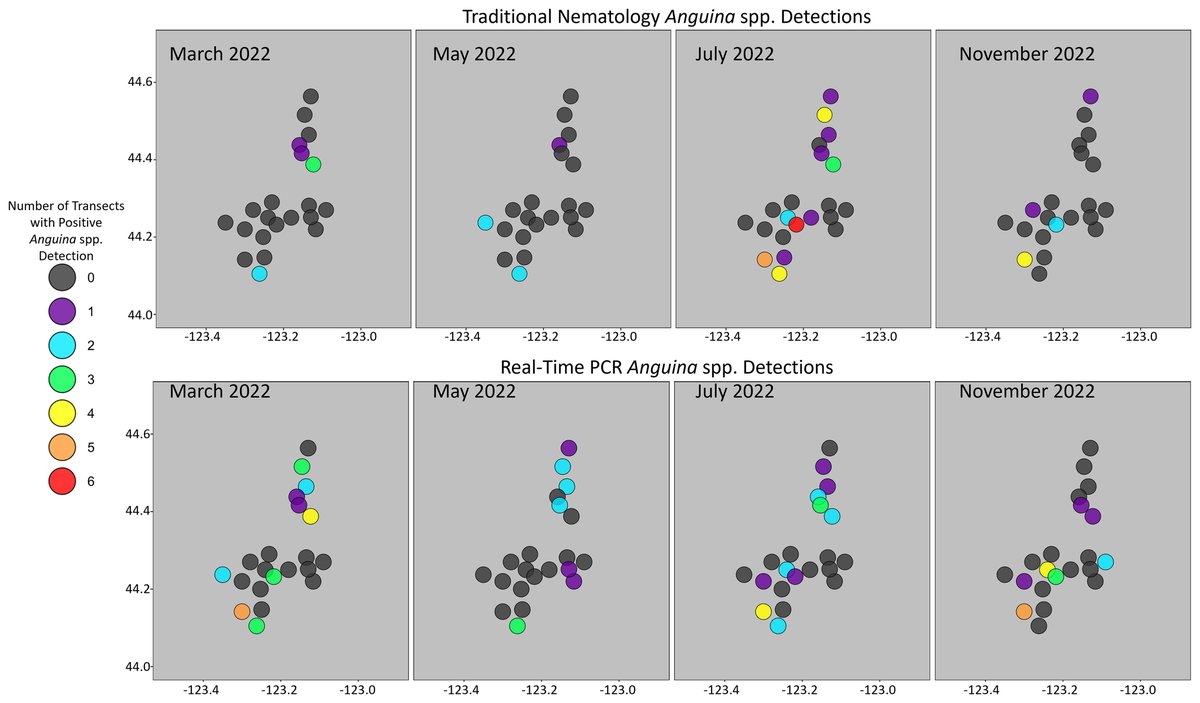 This study by Hannah M. Rivedal et al. indicates the utility of incorporating molecular methods for risk evaluations of seed gall nematodes (SGNs) and provides recommendations for accurate SGN detection throughout the growing season in Oregon. doi.org/10.1094/PHYTOF…