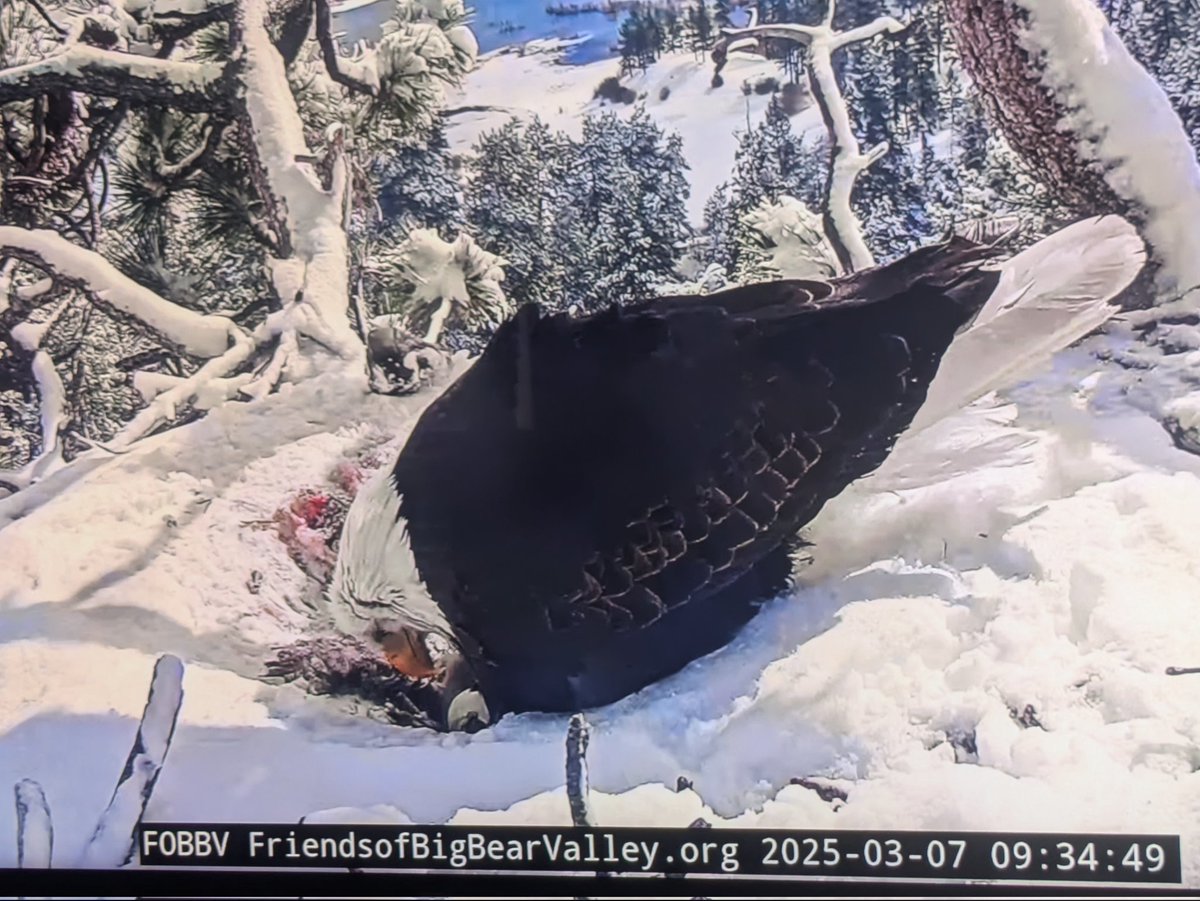 TrueCrimeJeanne's tweet photo. #FOBBV #FOBBVCAM #Jackie #Shadow #BaldEagles #Eglets the third eglet is working hard! https://t.co/lCQ9tnMlWQ