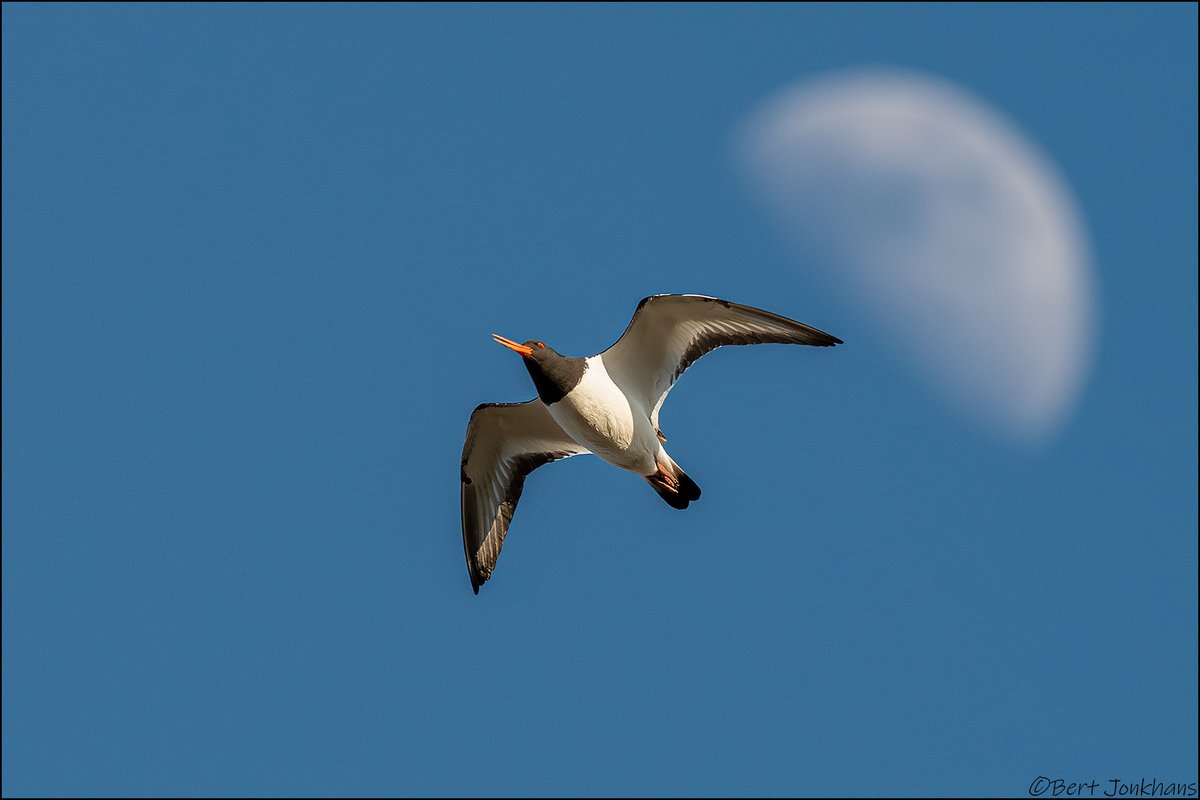 Net op het juiste moment afgedrukt. scholekster vliegt voor de maan langs. #vogelskijken