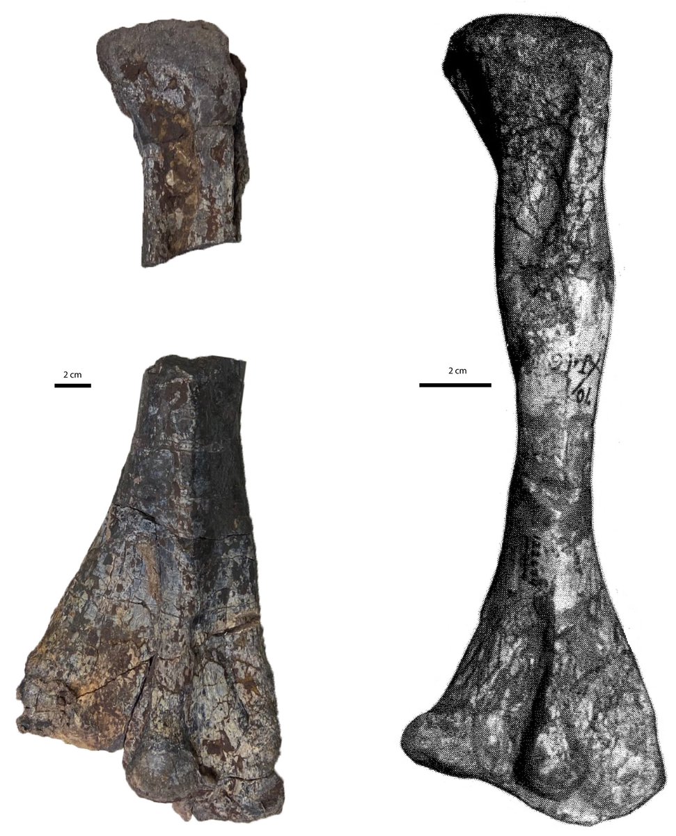 Adam Marsh (@notthatmarsh) on Twitter photo I’ve reassembled a MASSIVE Typothorax-like aetosaur femur we collected from @PetrifiedNPS last summer. Here it is (left) compared to that of Typothorax <a href="/ucmpberkeley/">UC Museum of Paleo</a> UCMP 122674 (right)as figured by Long and Murry 1995. #FossilFriday #triassicpark I’ve reassembled a MASSIVE Typothorax-like aetosaur femur we collected from @PetrifiedNPS last summer. Here it is (left) compared to that of Typothorax <a href="/ucmpberkeley/">UC Museum of Paleo</a> UCMP 122674 (right)as figured by Long and Murry 1995. #FossilFriday #triassicpark