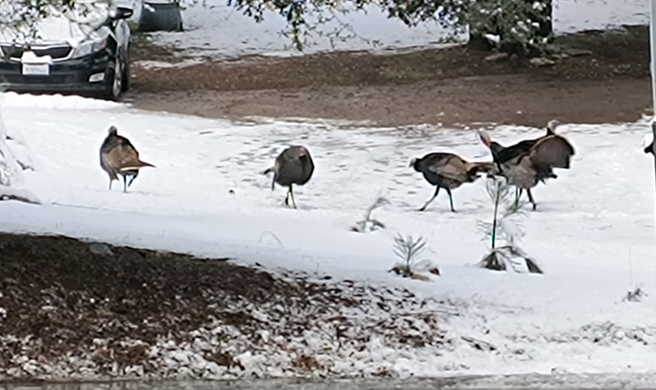 SanDiegoCounty tweet media