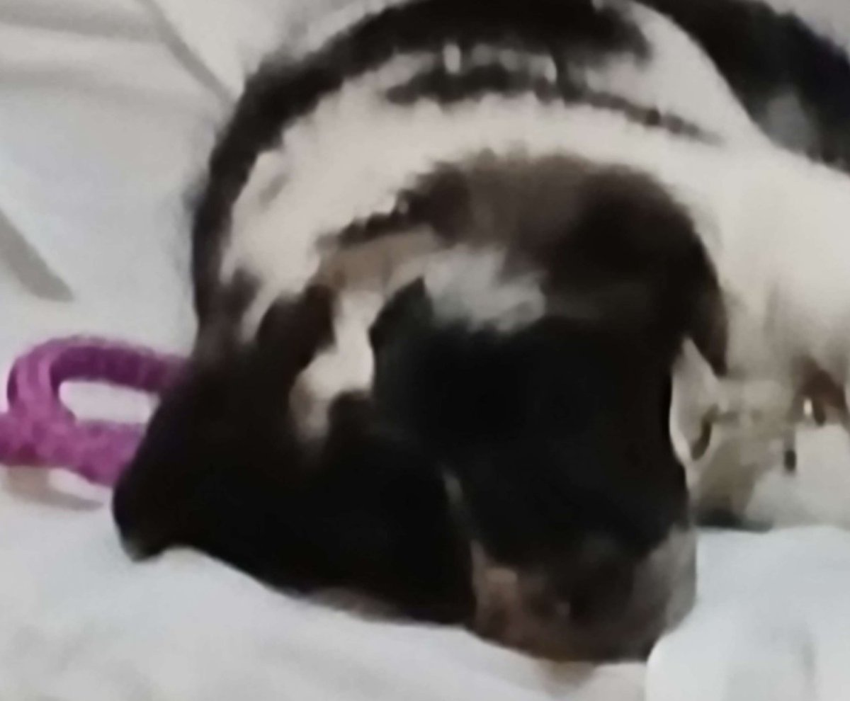 PandaFromThe90s's tweet photo. [the reason he smells like puppy] https://t.co/sDFlxpXiz2