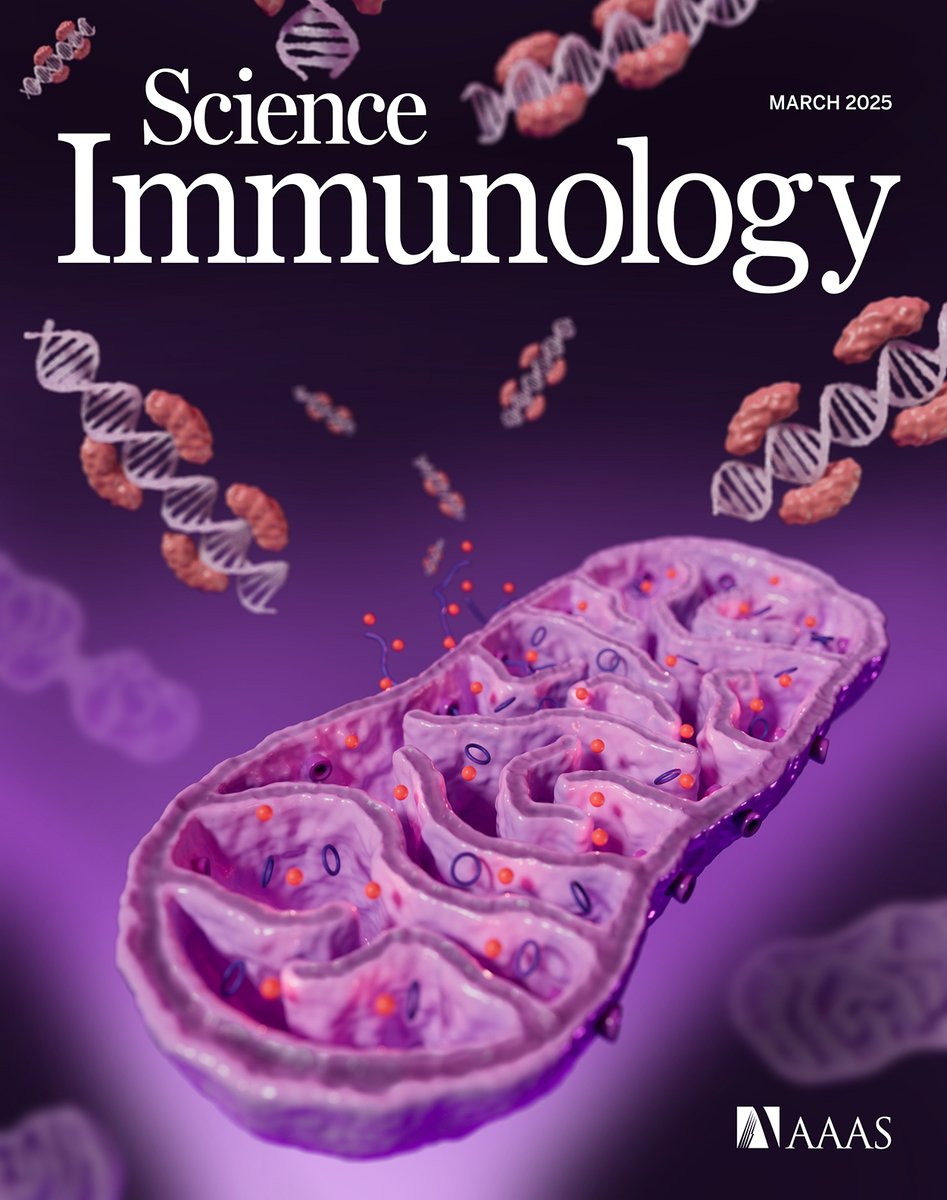Science #Immunology's March issue is out!

This month's cover highlights the mechanisms underlying autoimmune #photosensitivity. UV-damaged mitochondria release #ZDNA into the cytoplasm and trigger inflammatory signaling. Read about this research and more: scim.ag/3F7EgPX