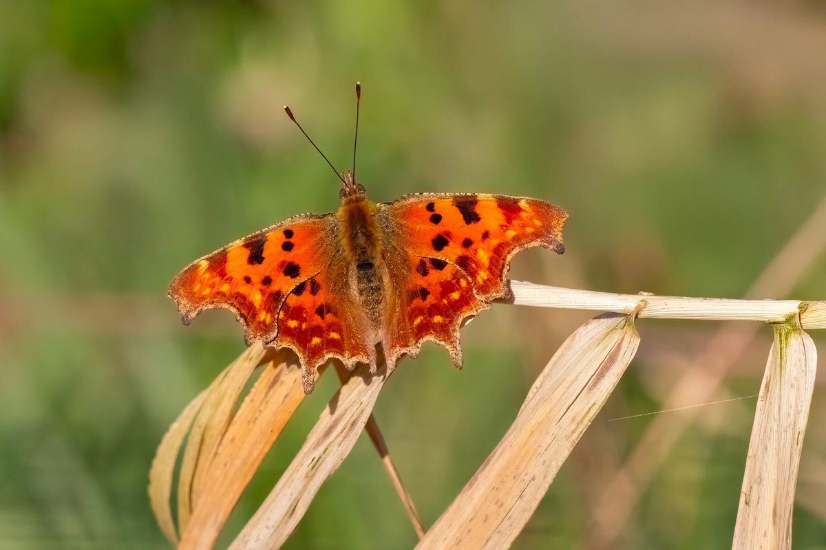Gerard Roest tweet media