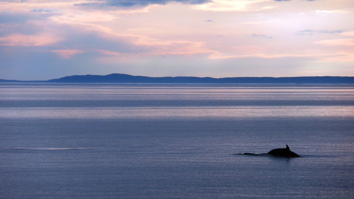 Environnement Québec (@environnementqc) on Twitter photo Les gouvernements du Québec et du Canada confirment leur volonté commune d’agrandir le parc marin du Saguenay–Saint-Laurent et leur intention de créer le parc marin Anticosti-Mingan. Consultez le communiqué pour plus de détails :
bit.ly/3DqLspZ
<a href="/CharetteB/">Benoit Charette</a>
<a href="/s_guilbeault/">Steven Guilbeault</a> Les gouvernements du Québec et du Canada confirment leur volonté commune d’agrandir le parc marin du Saguenay–Saint-Laurent et leur intention de créer le parc marin Anticosti-Mingan. Consultez le communiqué pour plus de détails :
bit.ly/3DqLspZ
<a href="/CharetteB/">Benoit Charette</a>
<a href="/s_guilbeault/">Steven Guilbeault</a>