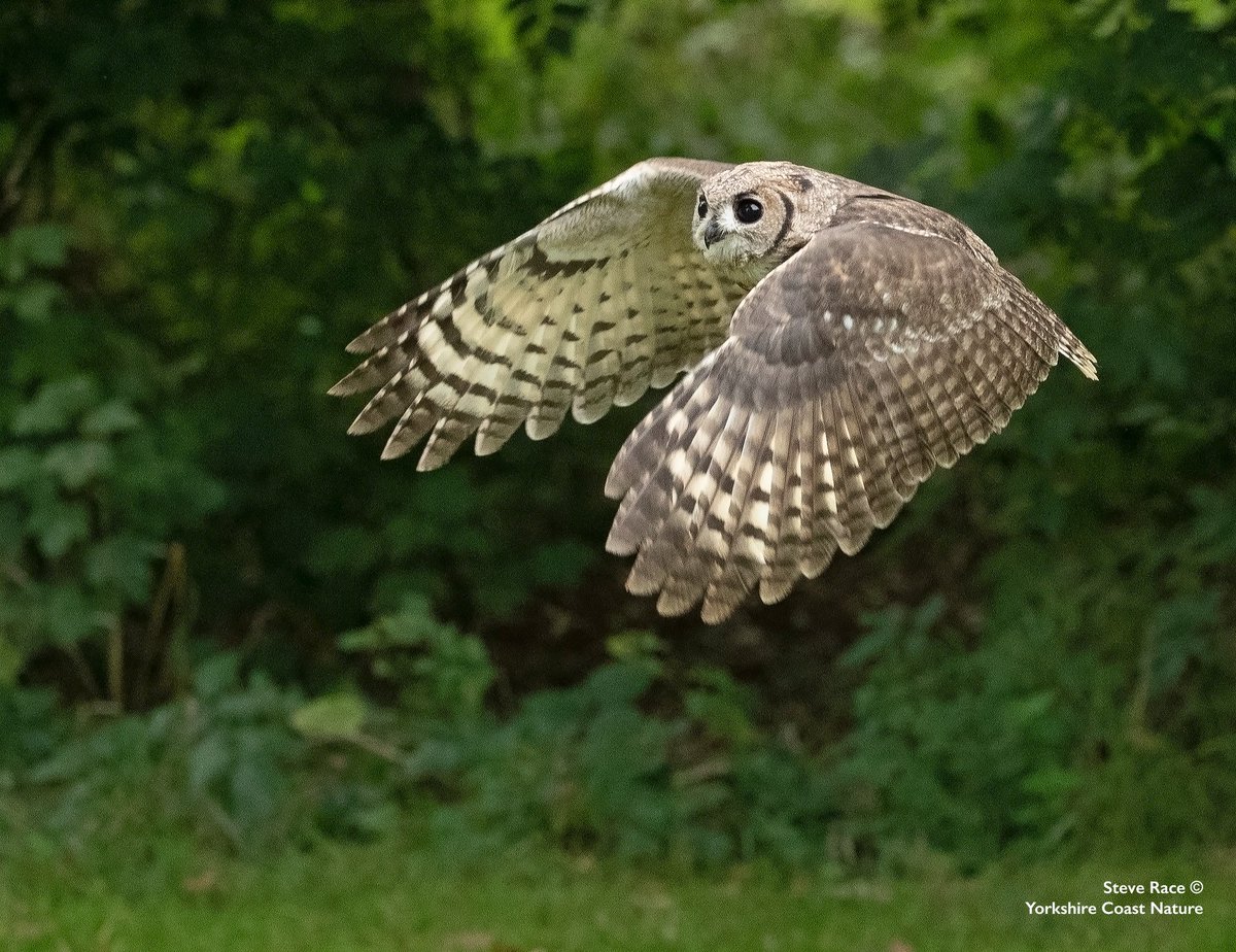 Steve Race (@wildlifeimages) on Twitter photo Owl Photography Experience
Tuesday 18th March – 3 places remaining.
Come and join me for my first Owl Photography Experience in 2025 <a href="/NCBPDuncombe/">NCBP Duncombe</a> in Helmsley, North Yorkshire #owls
For more information and availability please click on the link below.
yorkshirecoastnature.co.uk/workshops/90/2… Owl Photography Experience
Tuesday 18th March – 3 places remaining.
Come and join me for my first Owl Photography Experience in 2025 <a href="/NCBPDuncombe/">NCBP Duncombe</a> in Helmsley, North Yorkshire #owls
For more information and availability please click on the link below.
yorkshirecoastnature.co.uk/workshops/90/2…