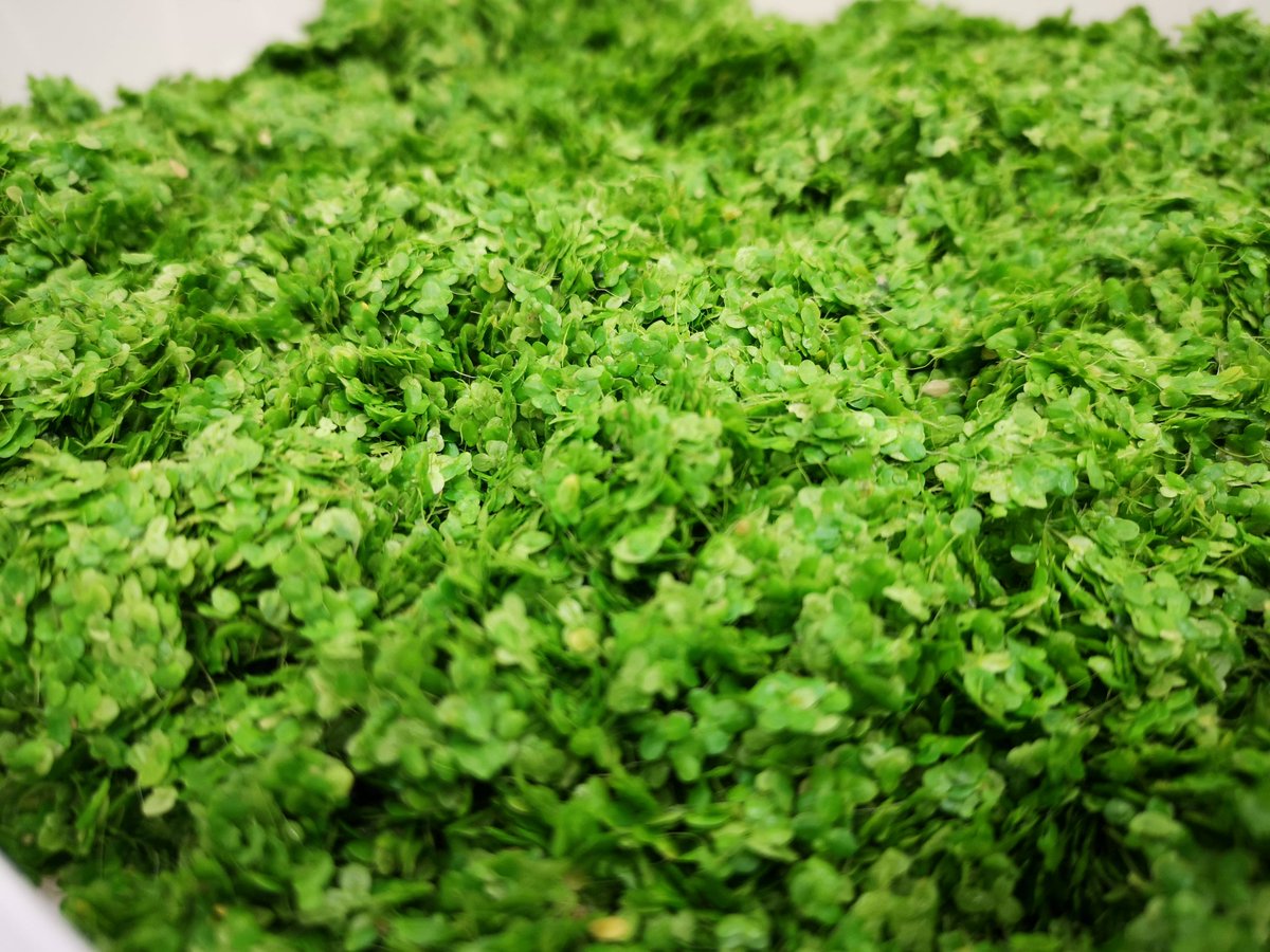 Institut für Agrar- und Stadtökologische Projekte tweet media