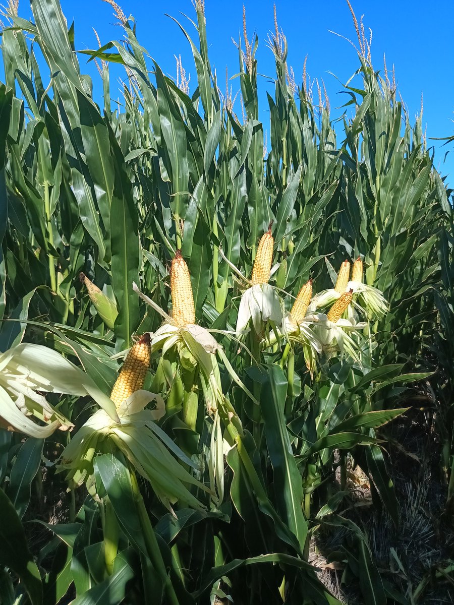 Lote con buenas condiciones en vegetativo, pero con PC  durante un  febrero muy estresante. La mayor parte del lote bastante bien, pero un sector (antigua chacra), con historia de voladuras, en el que falló la polinización. 
La importancia de trabajar la resiliencia de los suelos