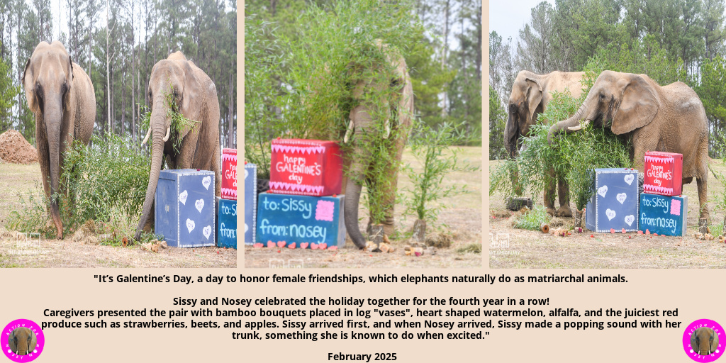 So lovely to see that #Nosey and Sissy enjoyed their 4th Galentines Day together!

Their friendhip is very special x 

#NoseyTheElephant #SanctuaryHeals