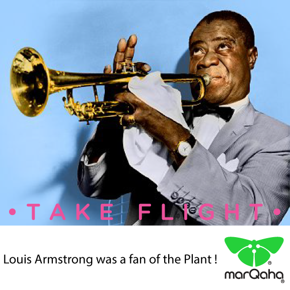 marQaha's tweet photo. #LouisArmstrong was a Fan of the plant!

#marQaha https://t.co/G9fBcYUFlV