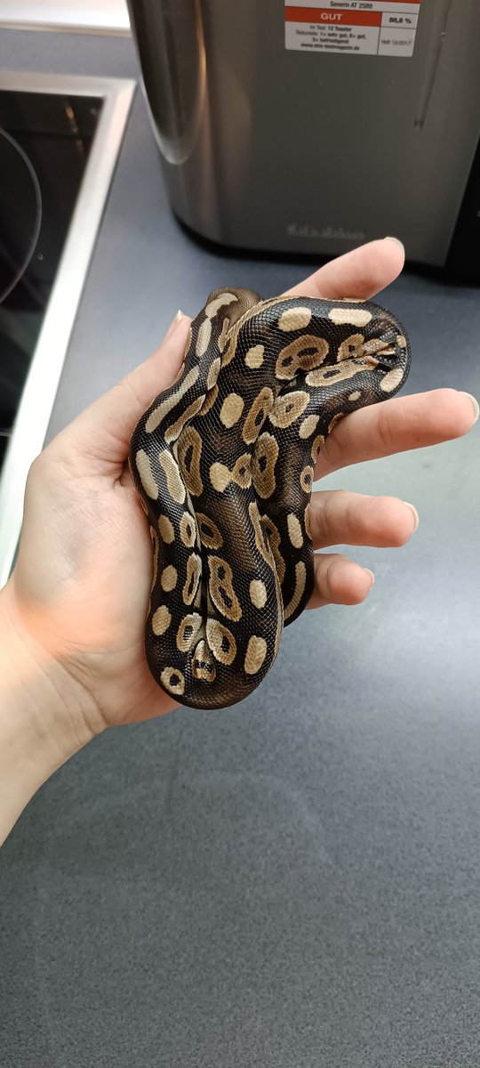 ALovingWraith's tweet image. Two little worms were surrendered to me today. #ballpythons are very common in the pet industry and sadly extremely cheap.

these would have ben released if i would not have taken them in.
anyone in/around #Dortmund would like to have them, hit me up. #königspython #ausgesetzt