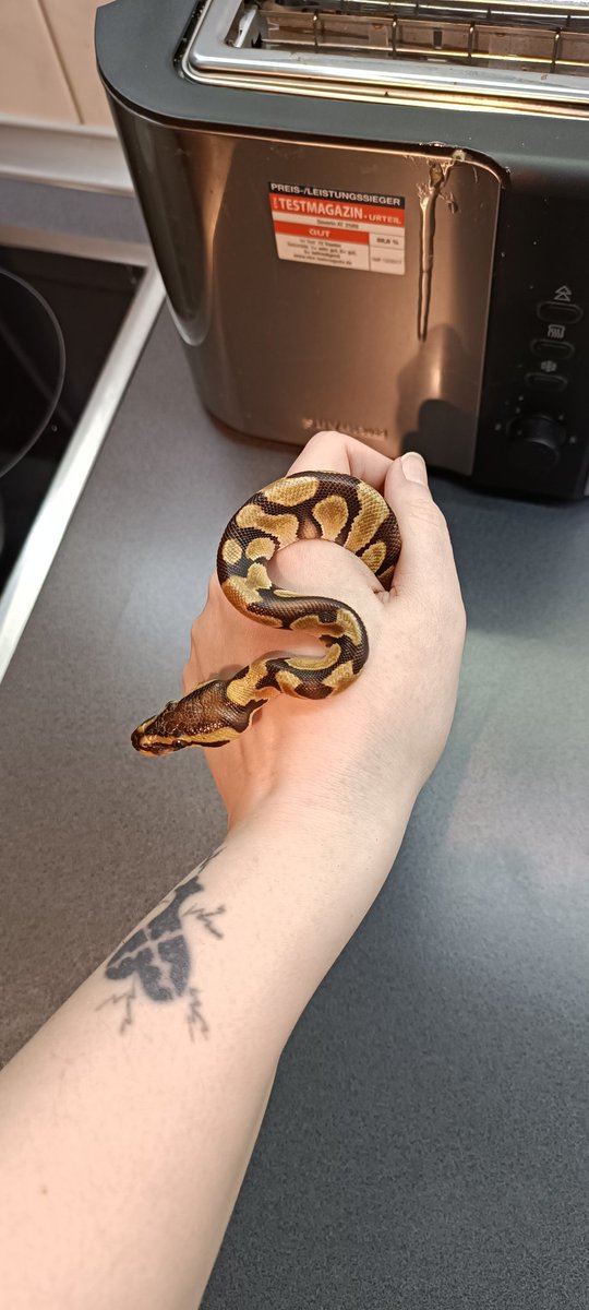 ALovingWraith's tweet image. Two little worms were surrendered to me today. #ballpythons are very common in the pet industry and sadly extremely cheap.

these would have ben released if i would not have taken them in.
anyone in/around #Dortmund would like to have them, hit me up. #königspython #ausgesetzt