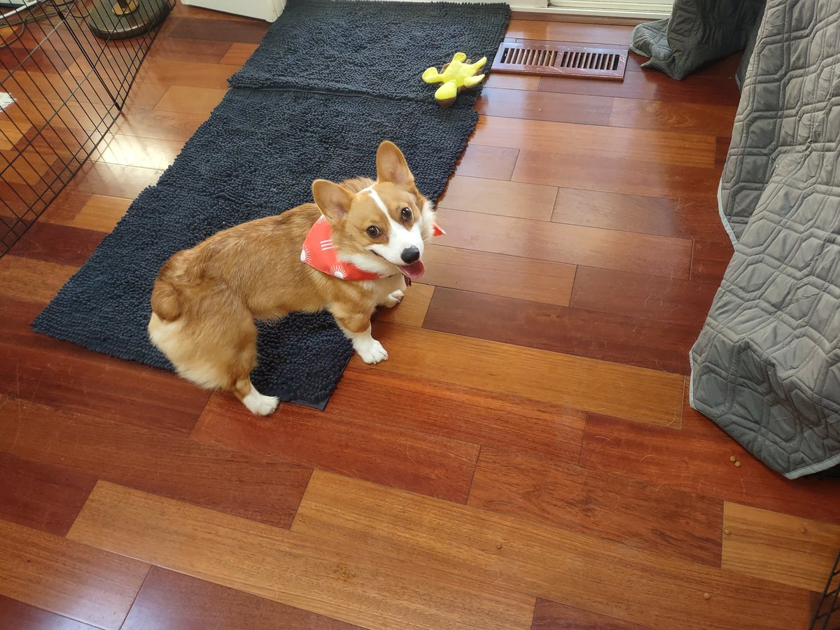KlennytheCorgi's tweet image. For Klenny&apos;s birthday he got... Bandanas! Here&apos;s his first new one! #Corgi #CorgiLover #CorgiCrew #Dogs #DogsLover #DogsofX #DogsofTwitter #Klennies