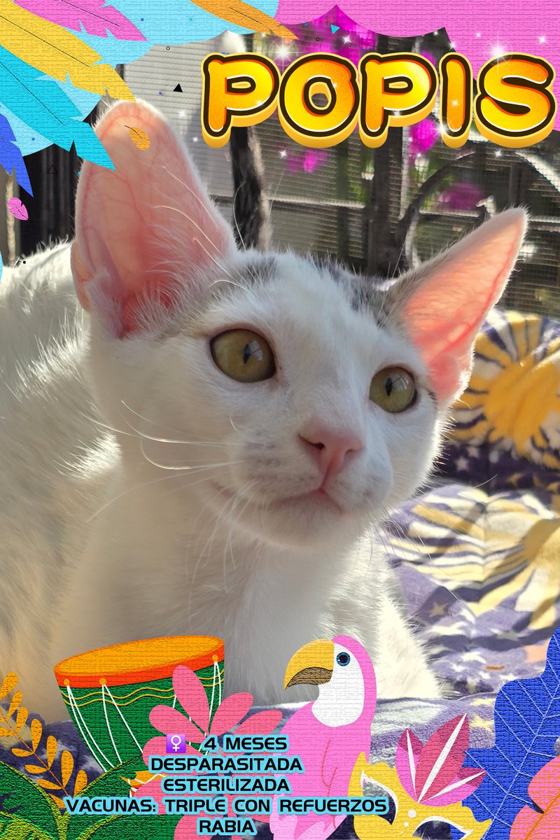 🌸 ¡Hola, humanos adorables! Soy #Popis y tengo algo importante que decirles. 🌸

Hoy me tomaron unas fotos espectaculares. Salí guapísima, tierna, radiante, lista para conquistar corazones… ¡pero NADIE ha preguntado por mí! 💔

O sea, ¿de verdad? ¿Acaso no ven mi naricita