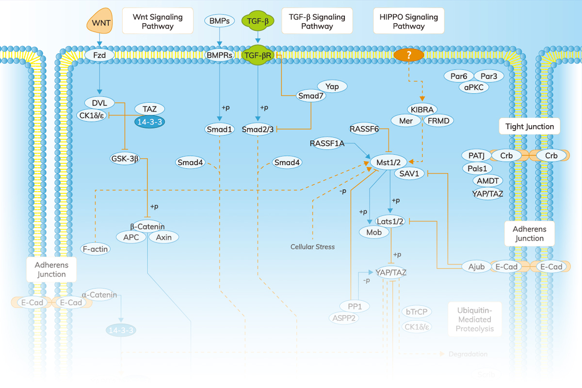 The Hippo Pathway plays a crucial role in regulating cell proliferation, apoptosis, and organ size, making it a key player in cancer and stem cell research. If you're studying Hippo signaling, click the link to grab our pathway map to aid your research! 
zurl.co/bmEgt