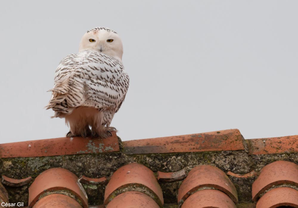 Une analyse de plumes confirme que les trois Harfangs des neiges (Bubo scandiacus) observés en Espagne en 2021 étaient bien d'origine sauvage ➡️ Cliquez sur ce lien pour en savoir plus : ornithomedia.com/breves/une-ana… #oiseaux #birds #ornithologie #ornithology <a href="/ArdeolaJournal/">Ardeola</a>