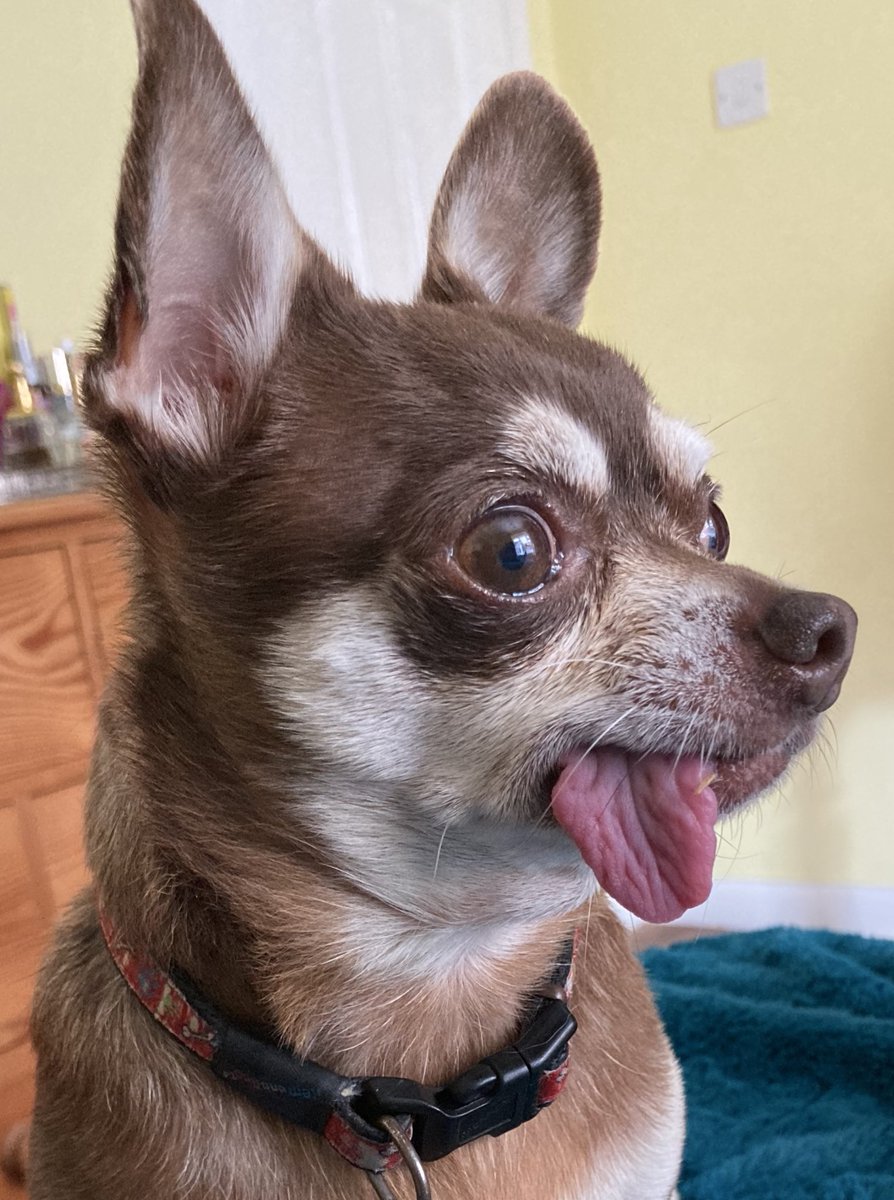 Billy Bear and Chums tweet media