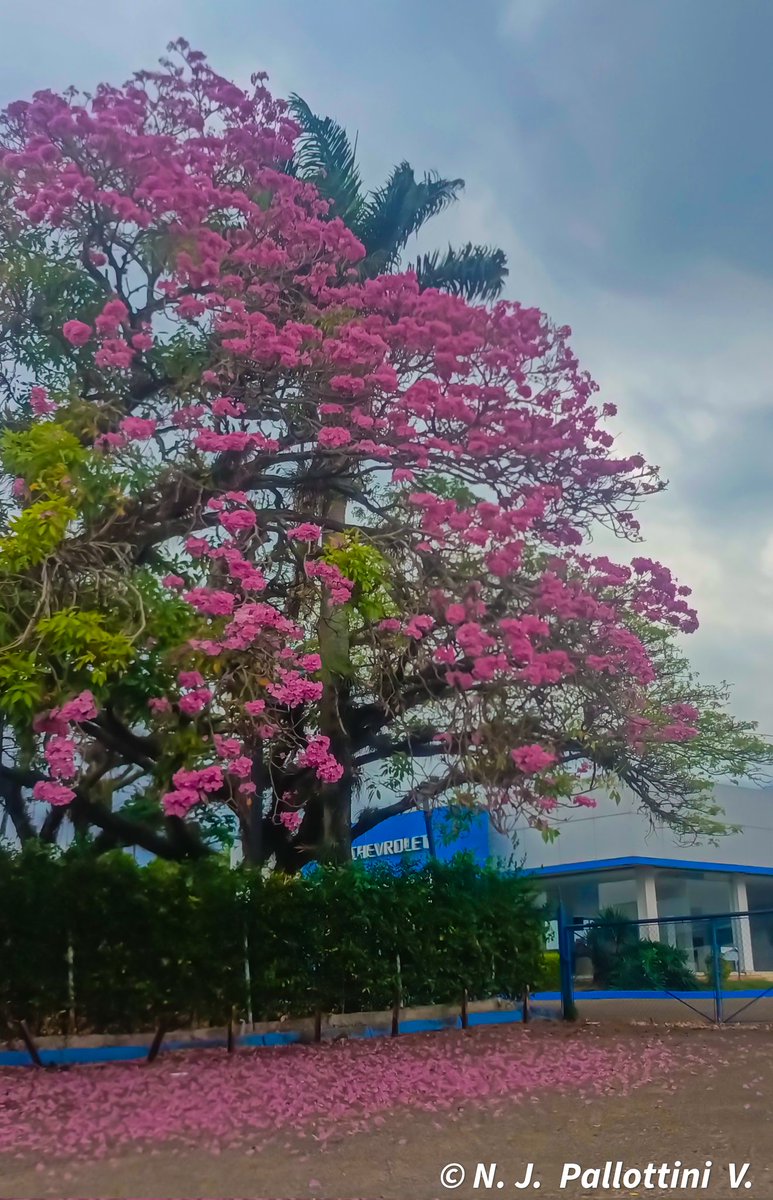 NJPallottiniV's tweet photo. Apamate.
San Cristóbal - Venezuela.
#apamates #photography #photooftheday #NaturePhotography #urban #postal #SanCristobal #tachira #Venezuela #love #travelphotography https://t.co/cygHyNBD1c