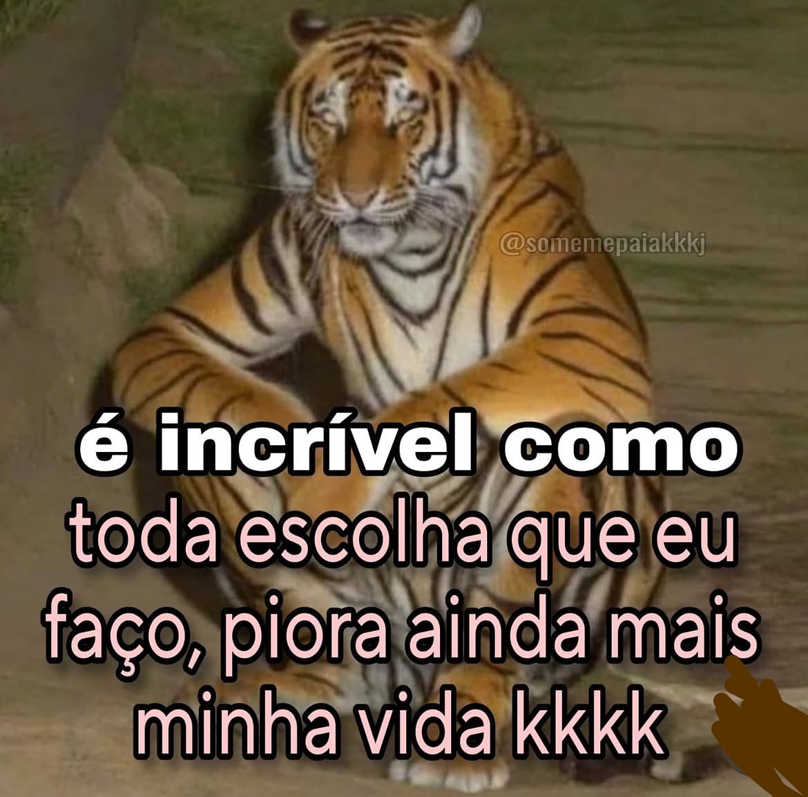 perfil dedicado a gatinhos e peitos (@odeiootaco) on Twitter photo 