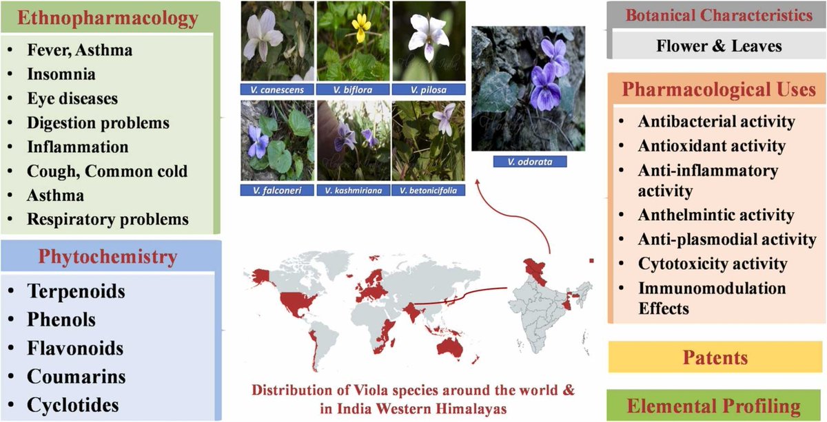 Delve into this comprehensive review on the ethnobotany, pharmacology and phytochemistry of Viola species of western Himalayas: authors.elsevier.com/a/1kgkCAUp3ce0…
Free access until 18-Apr-25.
#Viola #WesternHimalayas #PharmacolRes #NaturalProducts #Research