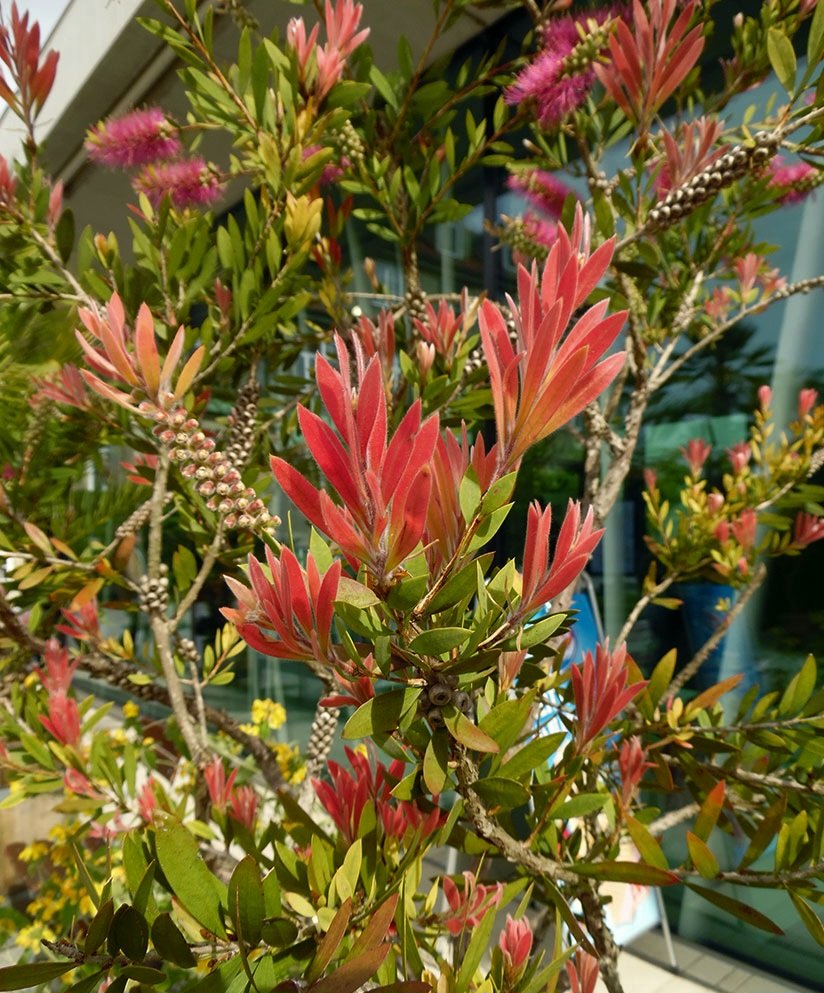toptropicals's tweet photo. 💥 When you need a Bottlebrush right now
💖 #BottlebrushTree (#Callistemon spp.) is in full #bloom right now!
💖 It is a striking, low-maintenance #tree with fiery red, brush-like blooms that attract #bees, #butterflies, and #hummingbirds.
💖 Bottlebrush is a carefree dream tree: tolerates both heat and cold (hardy to zone 8), and is drought-resistant once established.
💖 Its vibrant #flowers and unique texture make it perfect as a focal point, hedge, or standalone specimen.
💖 With varieties like the compact Little John, ideal for containers at just 4 feet tall, this tree brings year-round beauty and pollinator activity to any #landscape.
🛍 Shop Bottlebrush trees:
https://t.co/U6REWHSokK
#Butterfly_Plants #Hedges_with_benefits #Trees