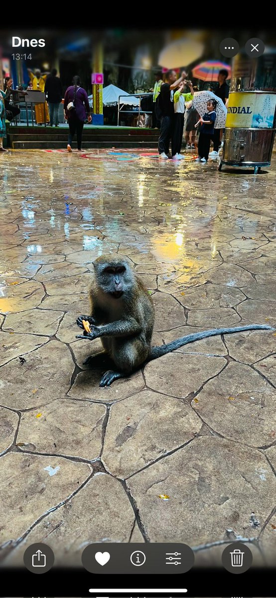 AzraSweet444's tweet photo. Do you see this little monkey? At first glance, it looks like an innocent, cute animal! But only at first glance! Without any remorse, it will steal everything it sees… Just like thousands of scammers here. They seem serious at first… but they're just losers.  🫣🖕🏻 #feet #scamm https://t.co/0KIWTNVWnR