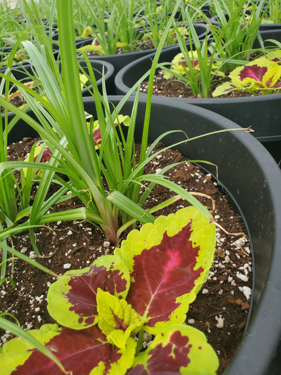 bloomingardener's tweet photo. Our patio pots are thriving! Now it's time to nurture them so they’ll grow beautifully and be ready for you to take home and enjoy.

Stay tuned for vibrant, lush planters perfect for your space!

#thebloomingardener #wherenaturesnurtured #timetogrow #localgreenhouse #wegrowourown https://t.co/F4NBUtmysw