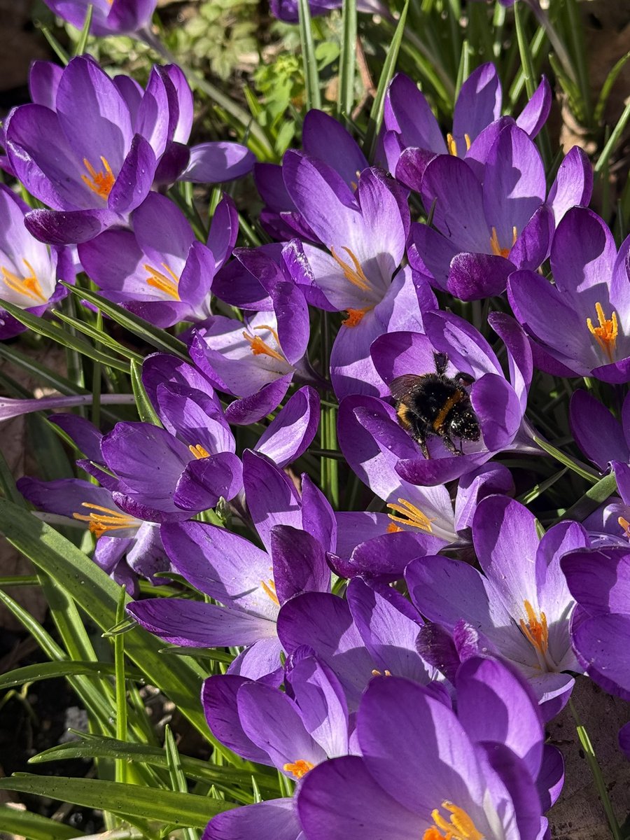 Gloriously vibrant crocus reaching towards the sun. 

We emerge from winter like moles blinking in the sparkling sunlight. #spring #sun #writerslife #WritingCommunity