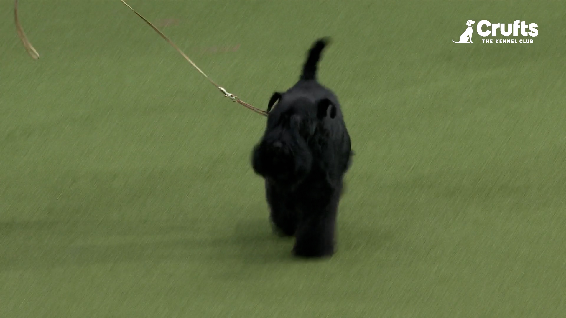 Hot crufts 2019 miniature schnauzer Online