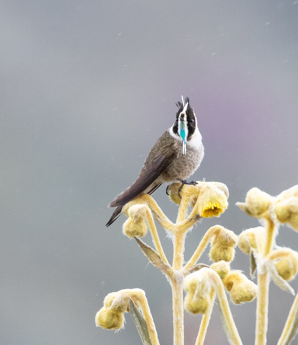 Two big highlights of a recent trip to central Colombia; the endemic Buffy &amp; Green-bearded Helmetcrests, both found in different regions of high paramo in the Andes