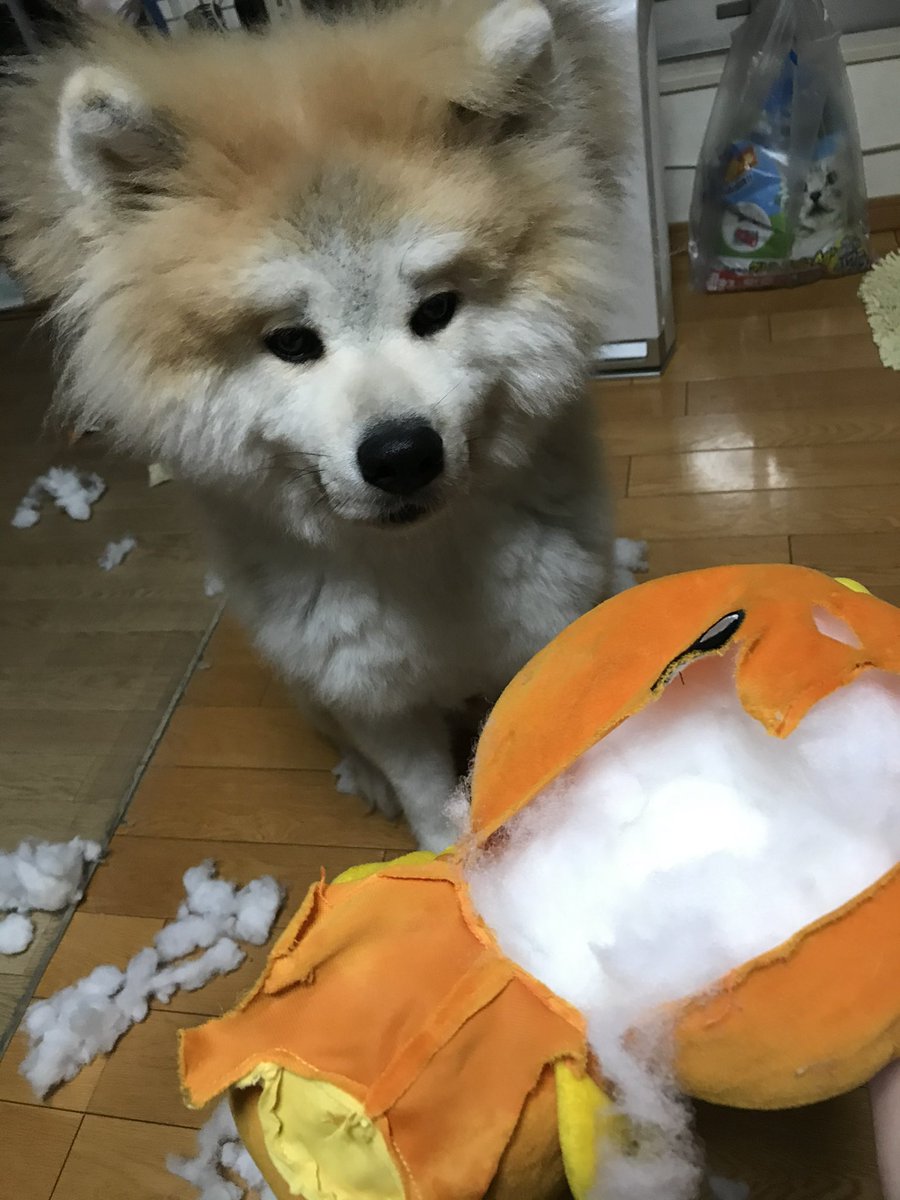 かいせいモーニングスター tweet media