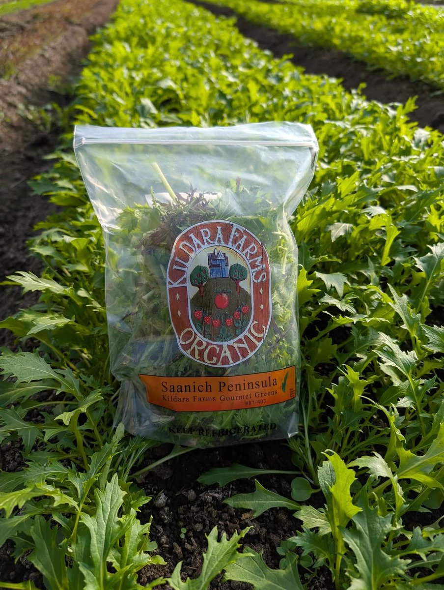 Fresh from North Saanich 🥬🇨🇦 Kildara Farms Organic Gourmet Greens are BACK at Red Barn Market, now with 25% more delicious greens in each bag! Pick up a 5OZ bag for $5.49 #ShopLocal #SupportLocal #IslandGrown #BCFresh