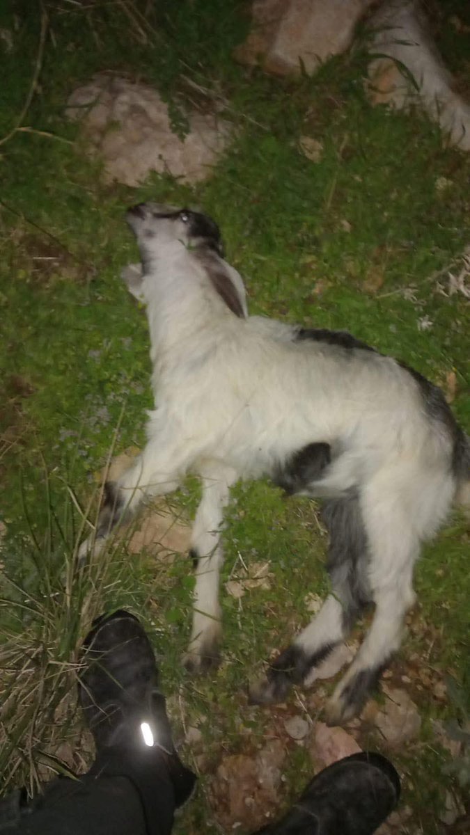 IhabHassane's tweet photo. Tonight, at 2 AM in Palestine, Israeli settlers attacked Al-Awja in Jericho, West Bank, slaughtering tens of a Palestinian farmer’s sheep.

Their terror spares neither humans nor animals. https://t.co/dOBkMAxGp5