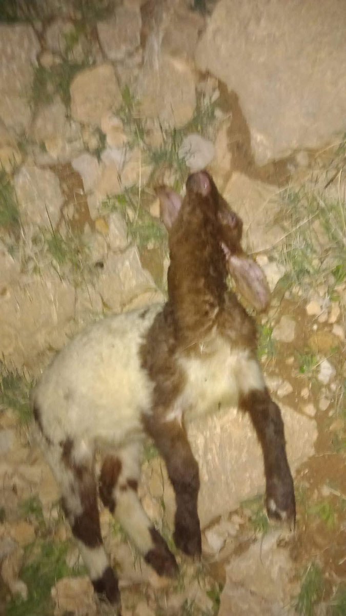 IhabHassane's tweet photo. Tonight, at 2 AM in Palestine, Israeli settlers attacked Al-Awja in Jericho, West Bank, slaughtering tens of a Palestinian farmer’s sheep.

Their terror spares neither humans nor animals. https://t.co/dOBkMAxGp5
