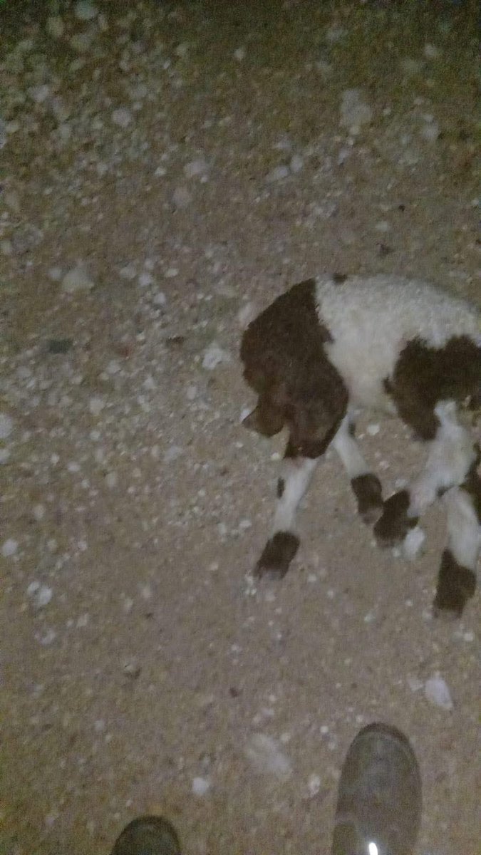 IhabHassane's tweet photo. Tonight, at 2 AM in Palestine, Israeli settlers attacked Al-Awja in Jericho, West Bank, slaughtering tens of a Palestinian farmer’s sheep.

Their terror spares neither humans nor animals. https://t.co/dOBkMAxGp5