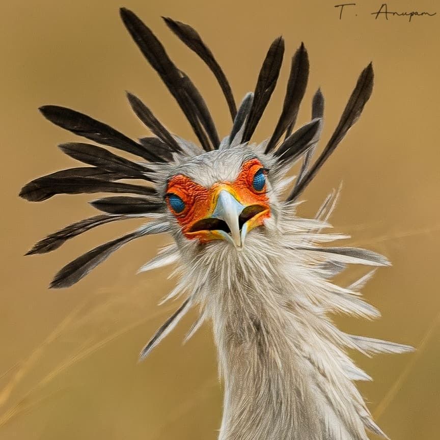 MbarkCherguia's tweet photo. Secretary Bird (Sagittarius serpentarius) in the Masai Mara, Kenya 

📷: anupam.thombre (Instagram) ©️🇰🇪

#wildlife #Saturday #birds https://t.co/i1mivygvNw