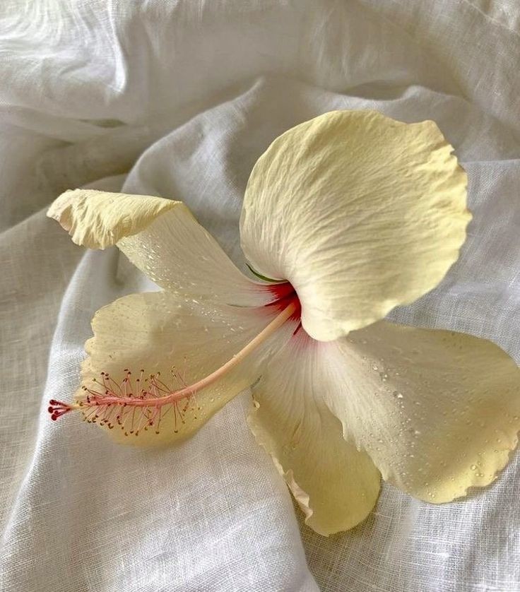 Nooni (@chaarpaai) on Twitter photo 