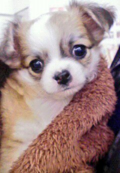 premacy8916's tweet photo. 2025.3/8
頑張り屋の花は13歳を迎えることができました🐶💕
いつも花の応援ありがとうございます

改めまして
#バイク乗りとして軽く自己紹介
名前:Katsu-Hero(花ちゃんパパ)
性別:♂
年齢:還暦寸前
愛車:🏍VFR800F
　　:🏍superCUB90
愛犬:花(チワワ13歳)

これからもよろしくお願いします🤗 https://t.co/j7v5SmaGrh