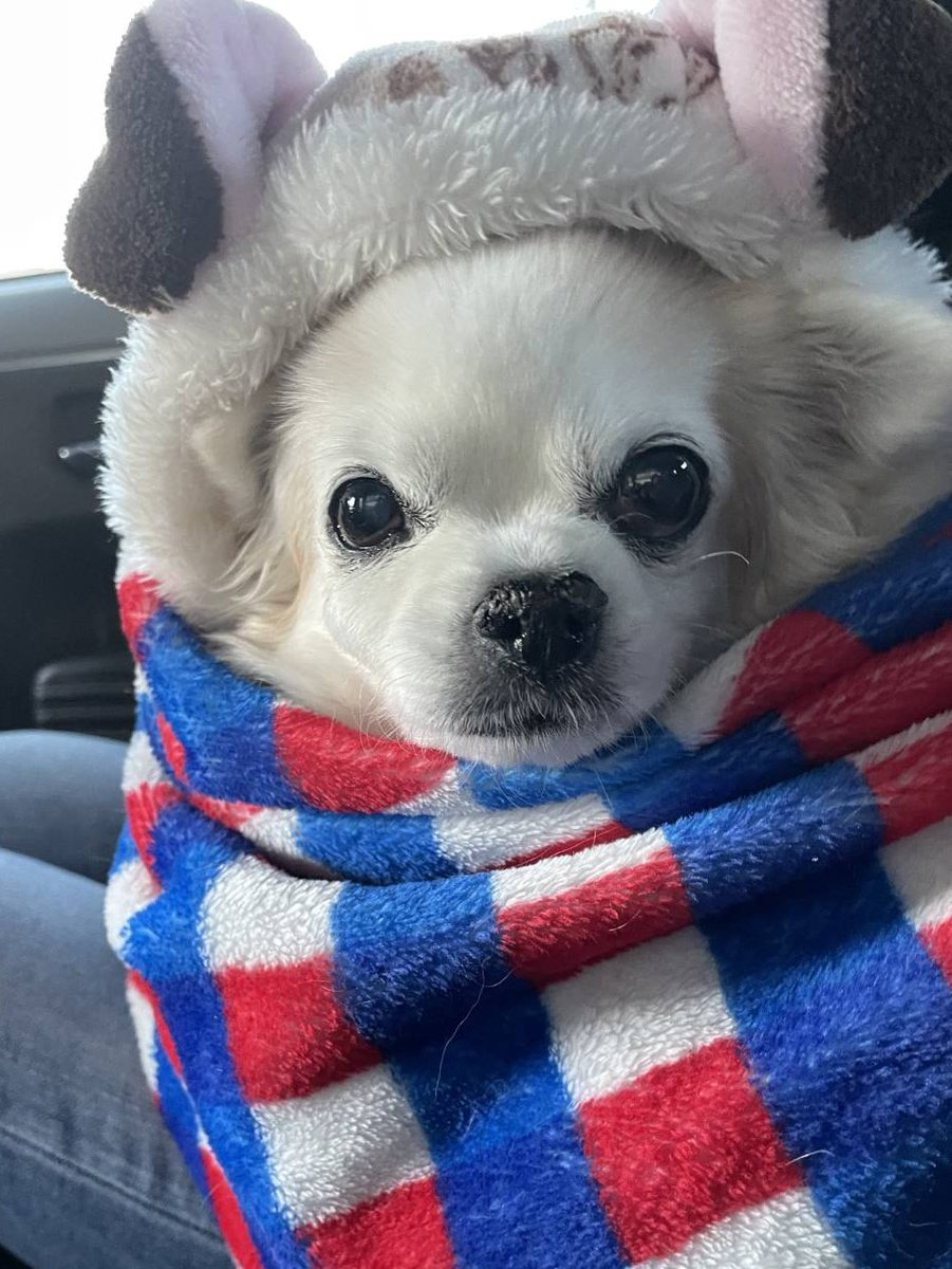 premacy8916's tweet photo. 2025.3/8
頑張り屋の花は13歳を迎えることができました🐶💕
いつも花の応援ありがとうございます

改めまして
#バイク乗りとして軽く自己紹介
名前:Katsu-Hero(花ちゃんパパ)
性別:♂
年齢:還暦寸前
愛車:🏍VFR800F
　　:🏍superCUB90
愛犬:花(チワワ13歳)

これからもよろしくお願いします🤗 https://t.co/j7v5SmaGrh