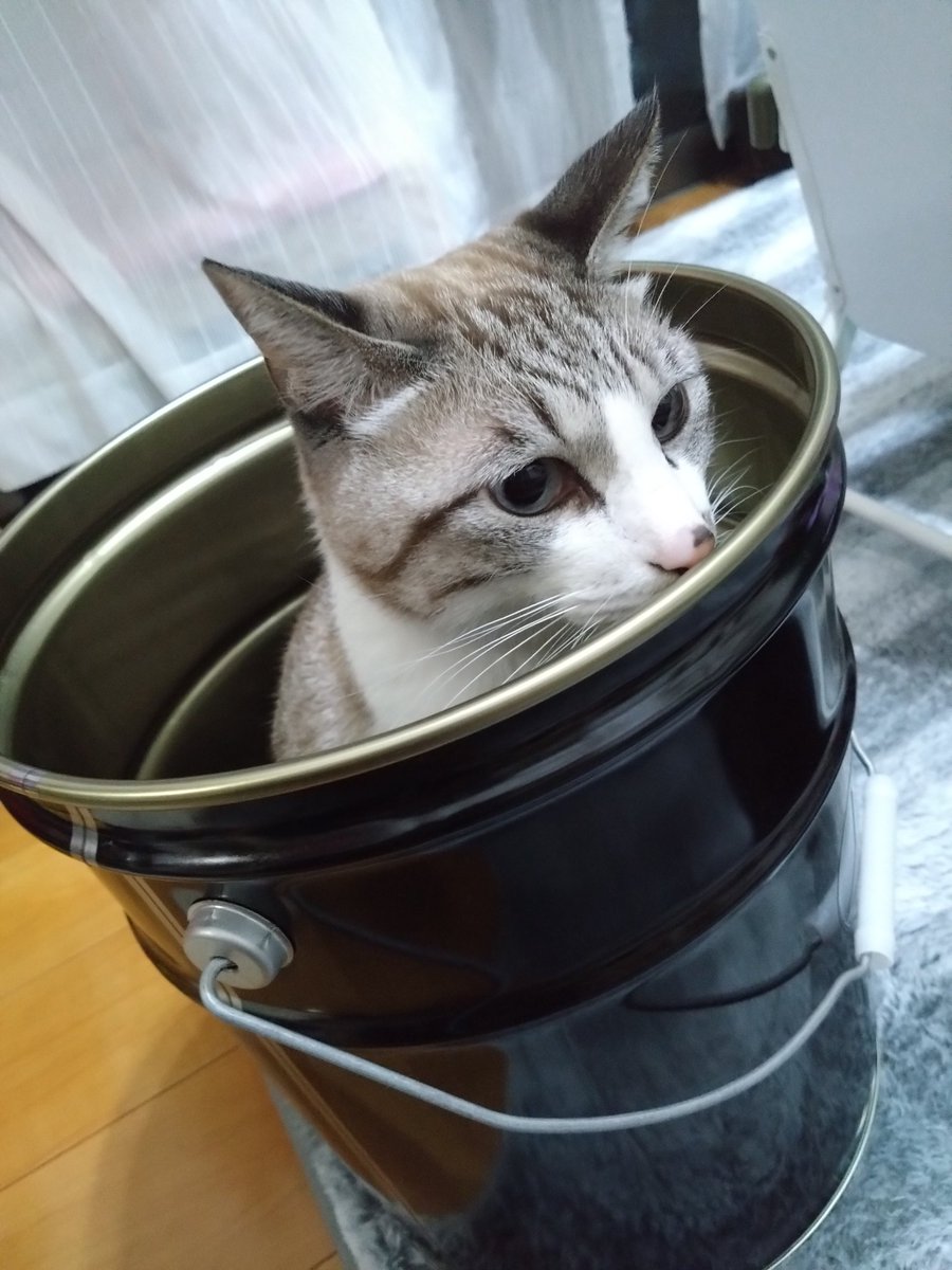 chiroru22maru's tweet photo. いいねしてもらってたのに盛大に間違っててお恥ずかしい😹
うちの猫といただいたセツナ並べておきます🫰
セツナのほうがふわふわふさふさですが柄とか色味似てると思いません！？🐱 https://t.co/plDzt5NP1o