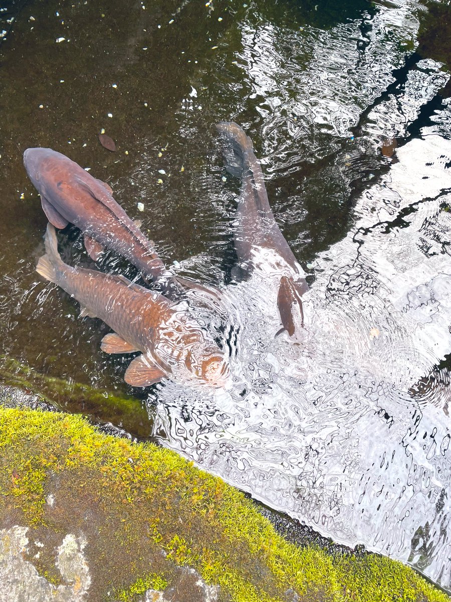 Laura Shigihara (鴫原ローラ ) 🍰🧋 tweet media