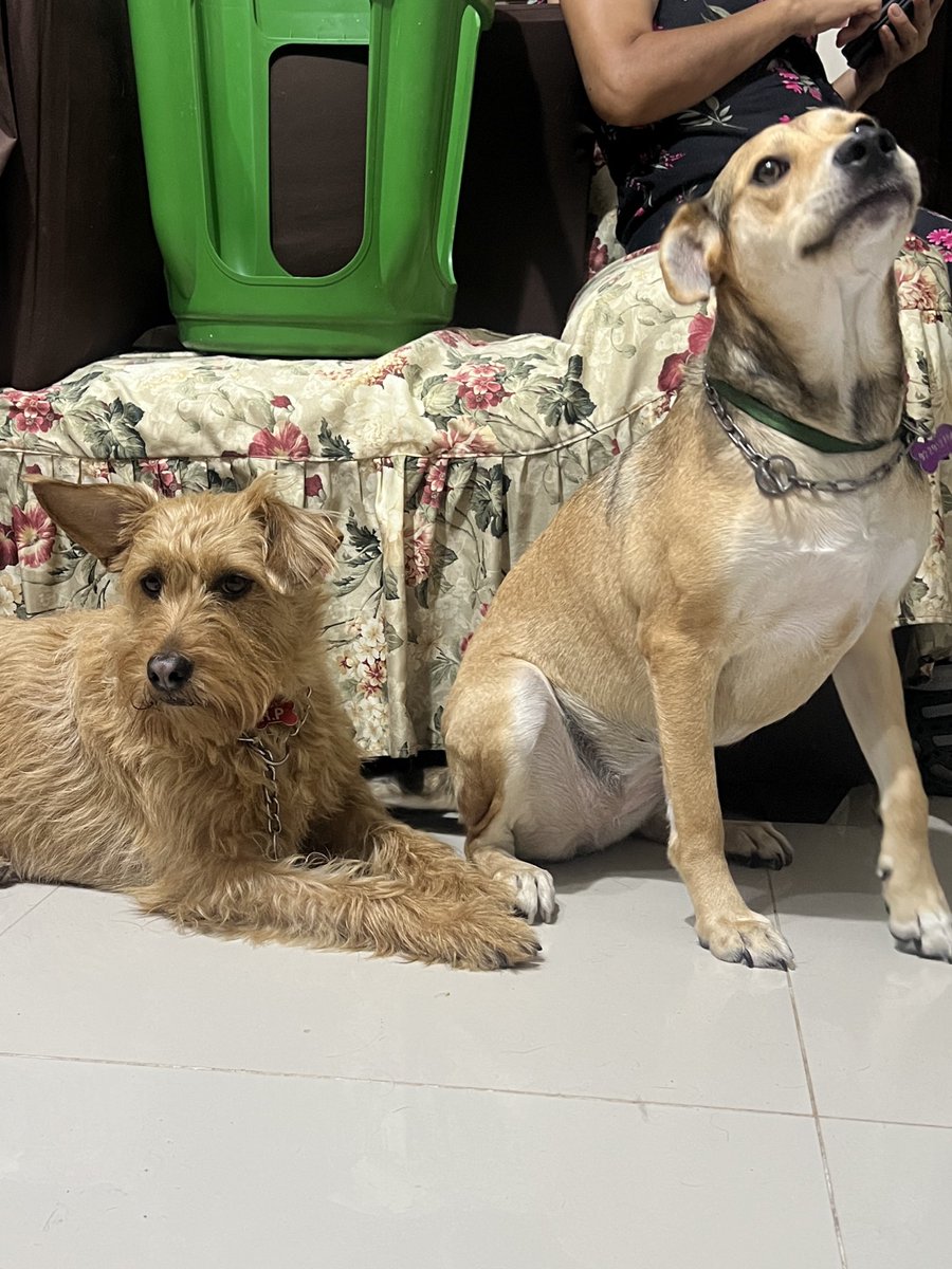 peravi's tweet photo. Foto de mis dos bellas y hermosas perritas rescatadas Almendra que me la devolvieron y mi Maya que el 01 de marzo cumplió 1 año de rescatada y de buscar hogar 😔 no perdamos la fe que alguien se interese por ellas 💜 912 015 590 para adoptarlas 💜 https://t.co/zWUxDZNGL4