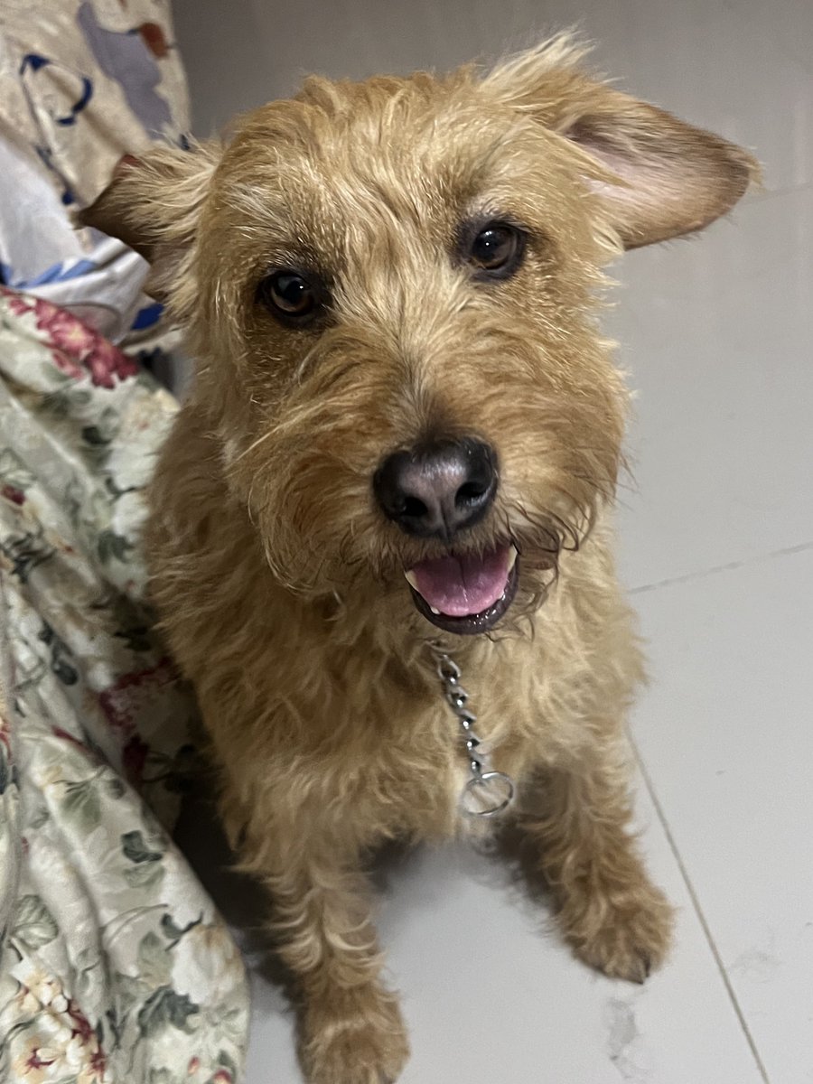 peravi's tweet photo. Foto de mis dos bellas y hermosas perritas rescatadas Almendra que me la devolvieron y mi Maya que el 01 de marzo cumplió 1 año de rescatada y de buscar hogar 😔 no perdamos la fe que alguien se interese por ellas 💜 912 015 590 para adoptarlas 💜 https://t.co/zWUxDZNGL4
