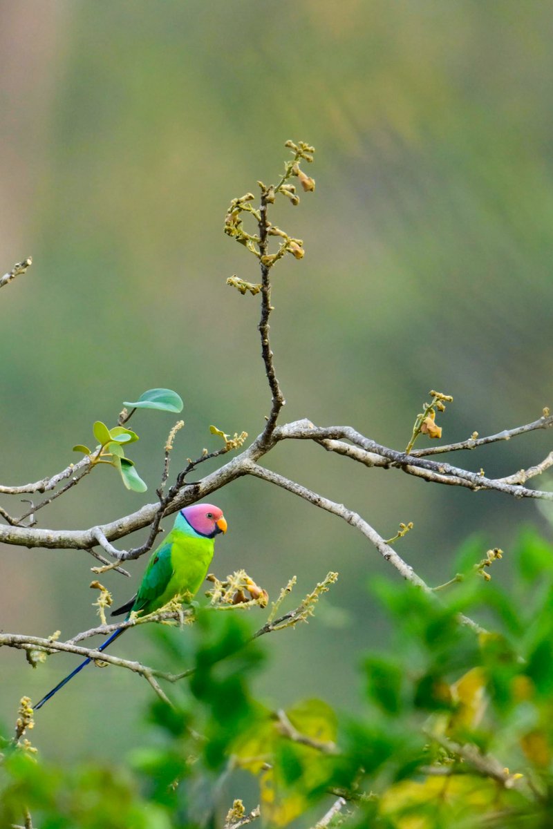 RathikaRamasamy's tweet photo. Happy Morning! Blue-bearded bee-eater & Plum headed Parakeet, Yercadu,TN #birdscapes #beeeater #birdphotography #yercadu #rathikaramasamy https://t.co/YK2D7eGDd5