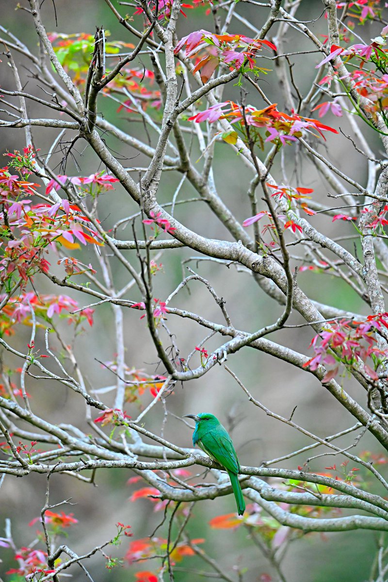 RathikaRamasamy's tweet photo. Happy Morning! Blue-bearded bee-eater & Plum headed Parakeet, Yercadu,TN #birdscapes #beeeater #birdphotography #yercadu #rathikaramasamy https://t.co/YK2D7eGDd5