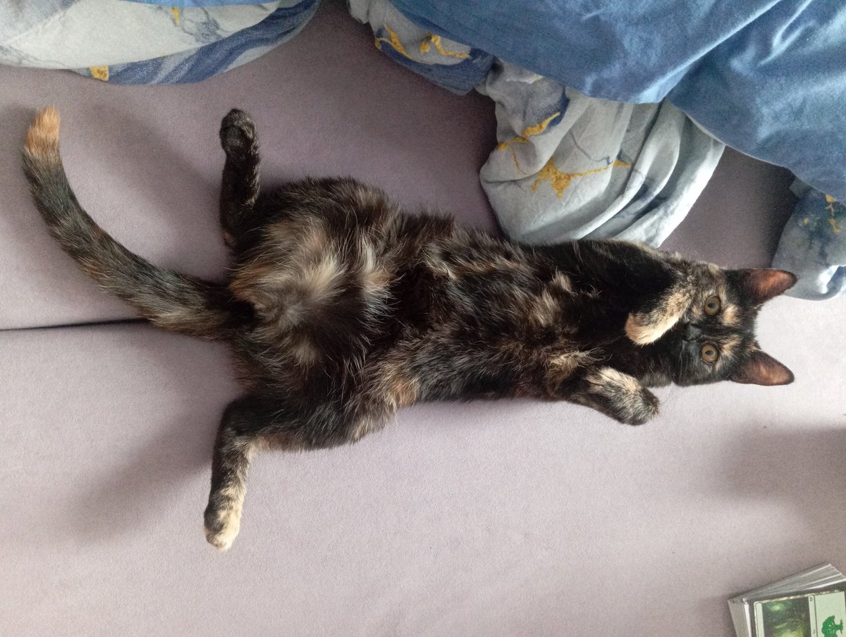 Кошка Попуррда поздравляет с 8 марта - днём женской солидарности