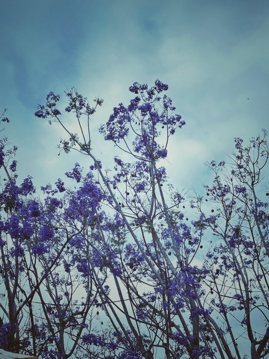 QUILIX 🇻🇳🐉 tweet media